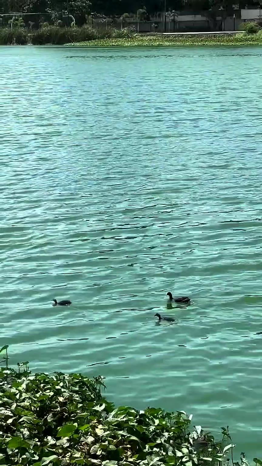 Ducks on the turquoise lake beside the café